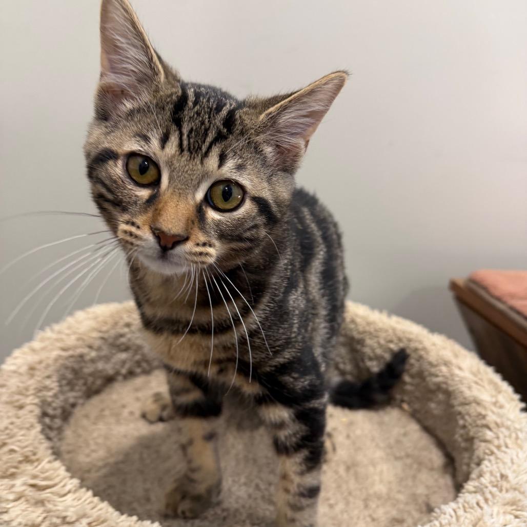 Enlarge JK, a Adoptable Domestic Short Hair in Puslinch, ON image 4/6