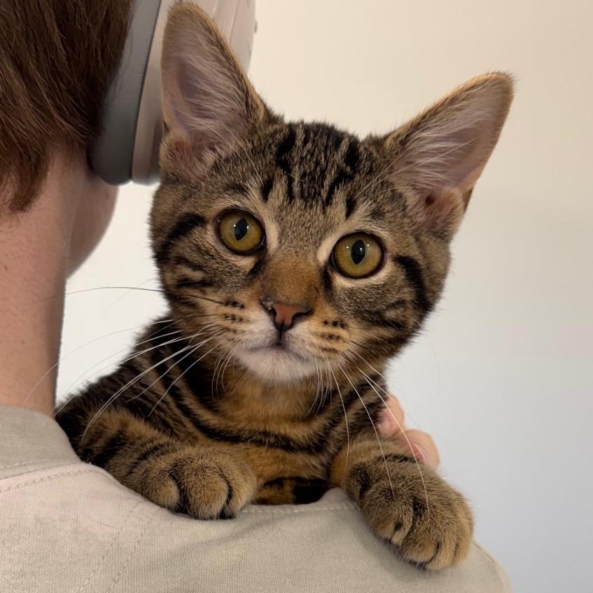 Enlarge JK, a Adoptable Domestic Short Hair in Puslinch, ON image 5/6