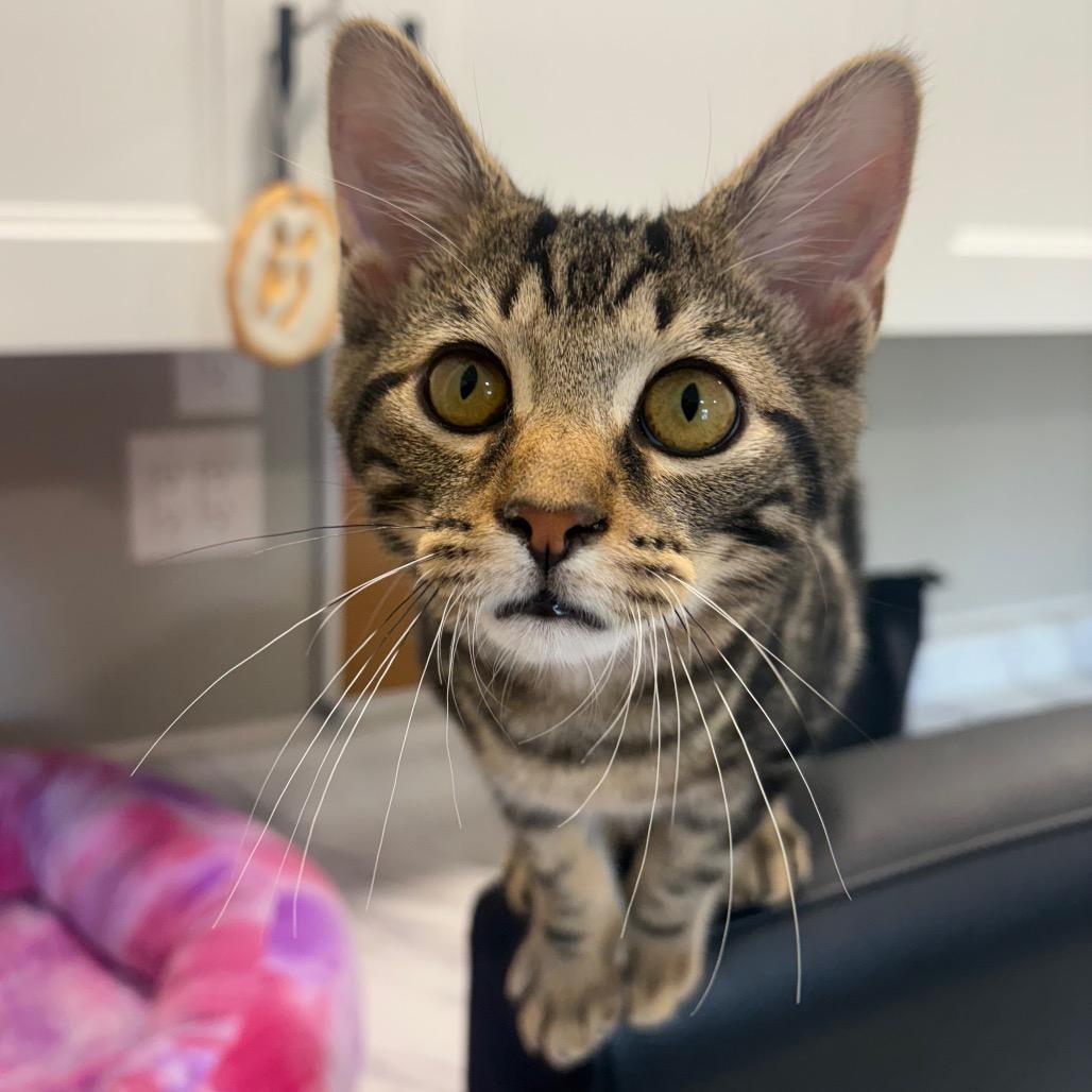 Enlarge JK, a Adoptable Domestic Short Hair in Puslinch, ON image 6/6