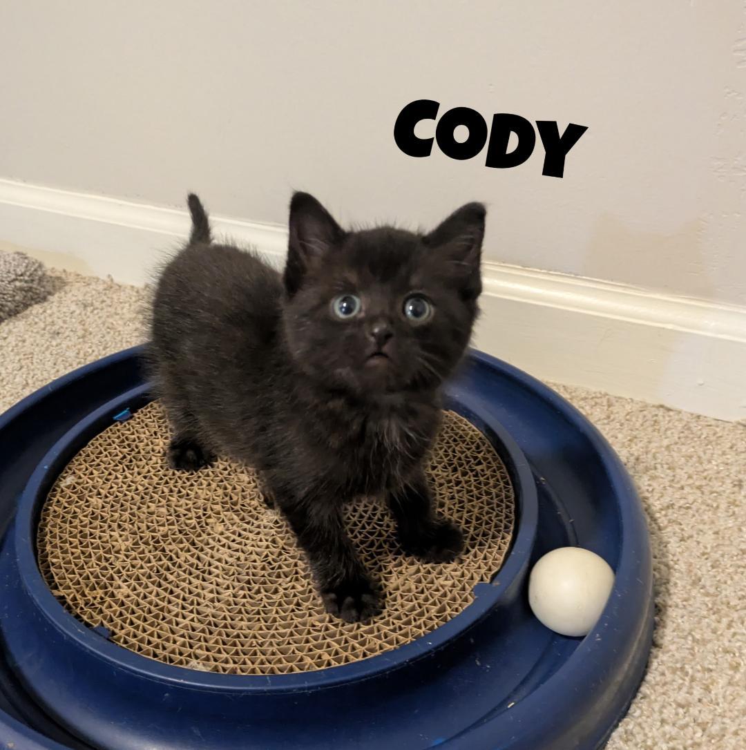 Cody, an adopted Domestic Short Hair in Overland Park, KS image 3/3