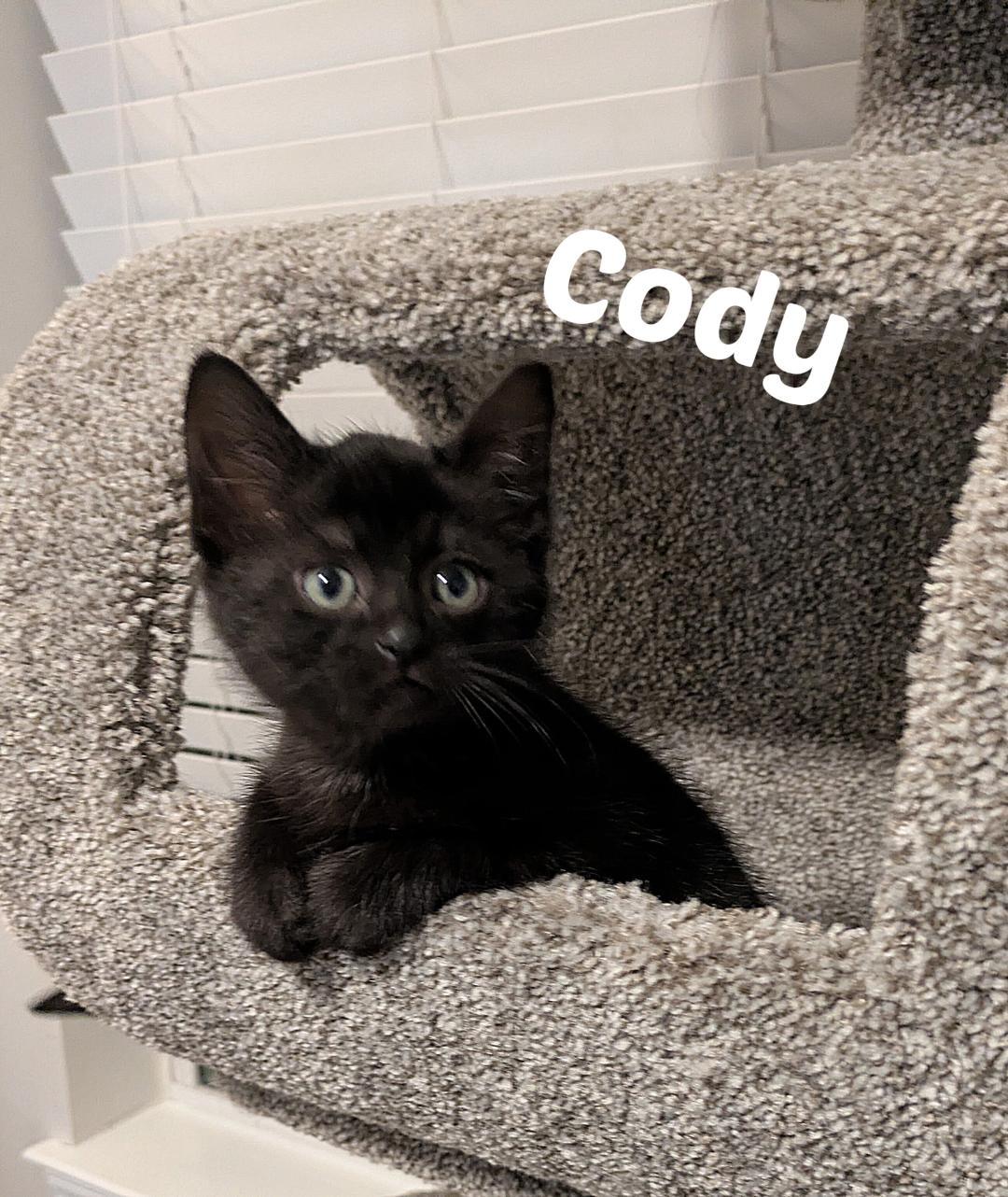 Cody, an adopted Domestic Short Hair in Overland Park, KS image 1/3