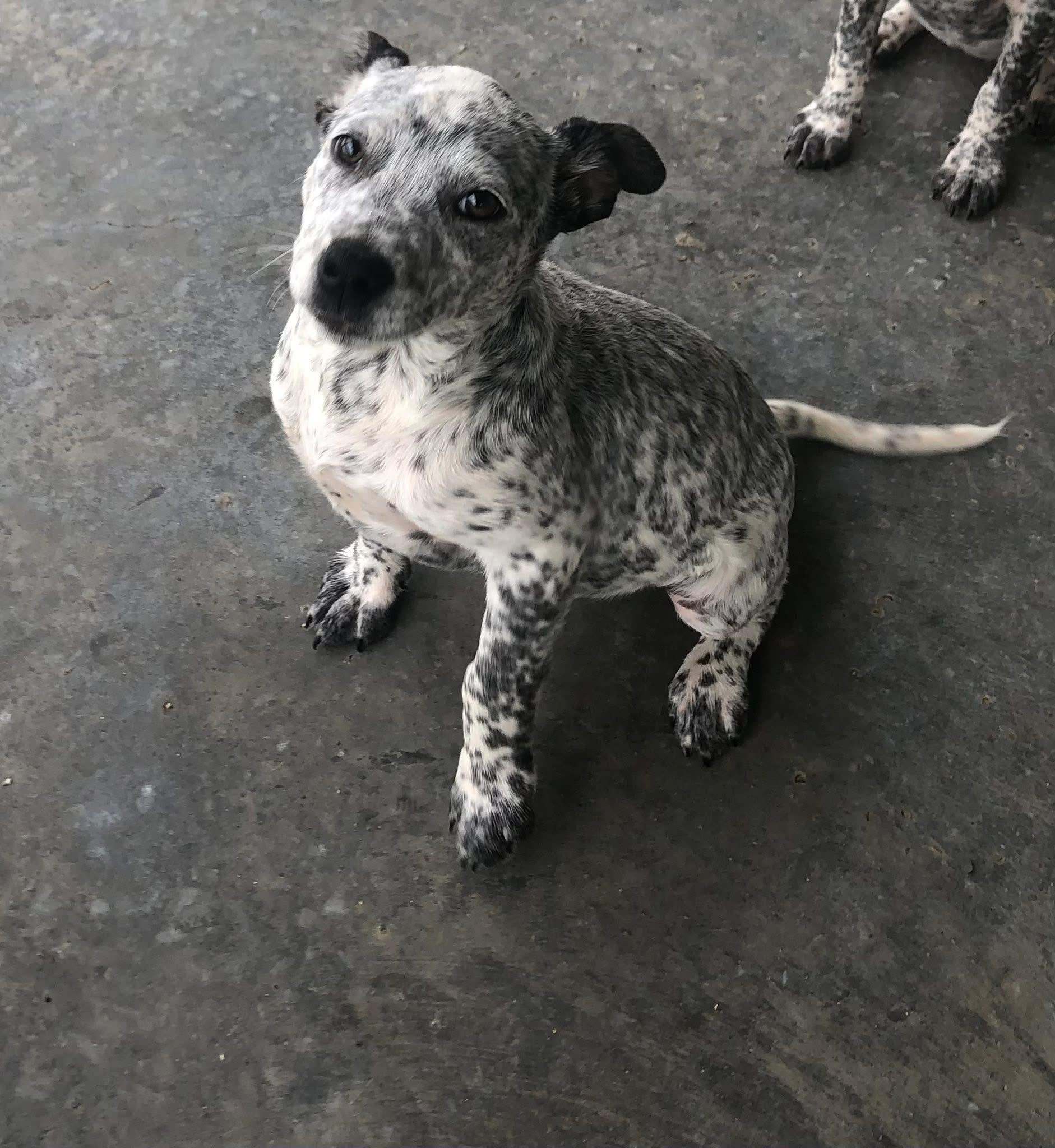 Splish and Splash, Baby Female Dalmatian