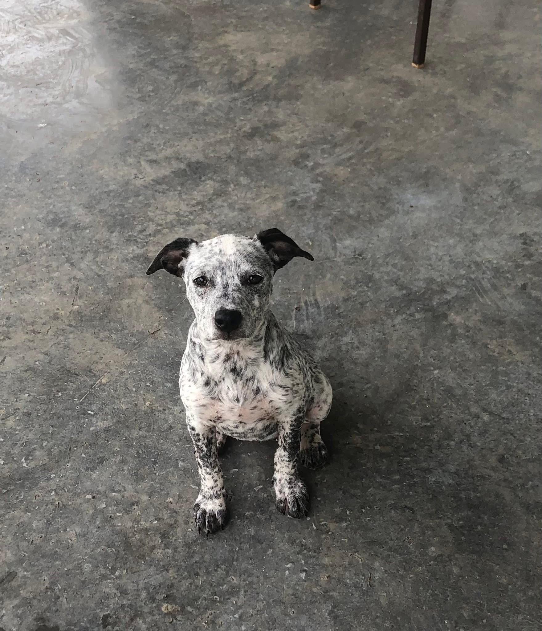 Splish, a Adoptable mixed breed in Cherokee Village, AR image 2/3