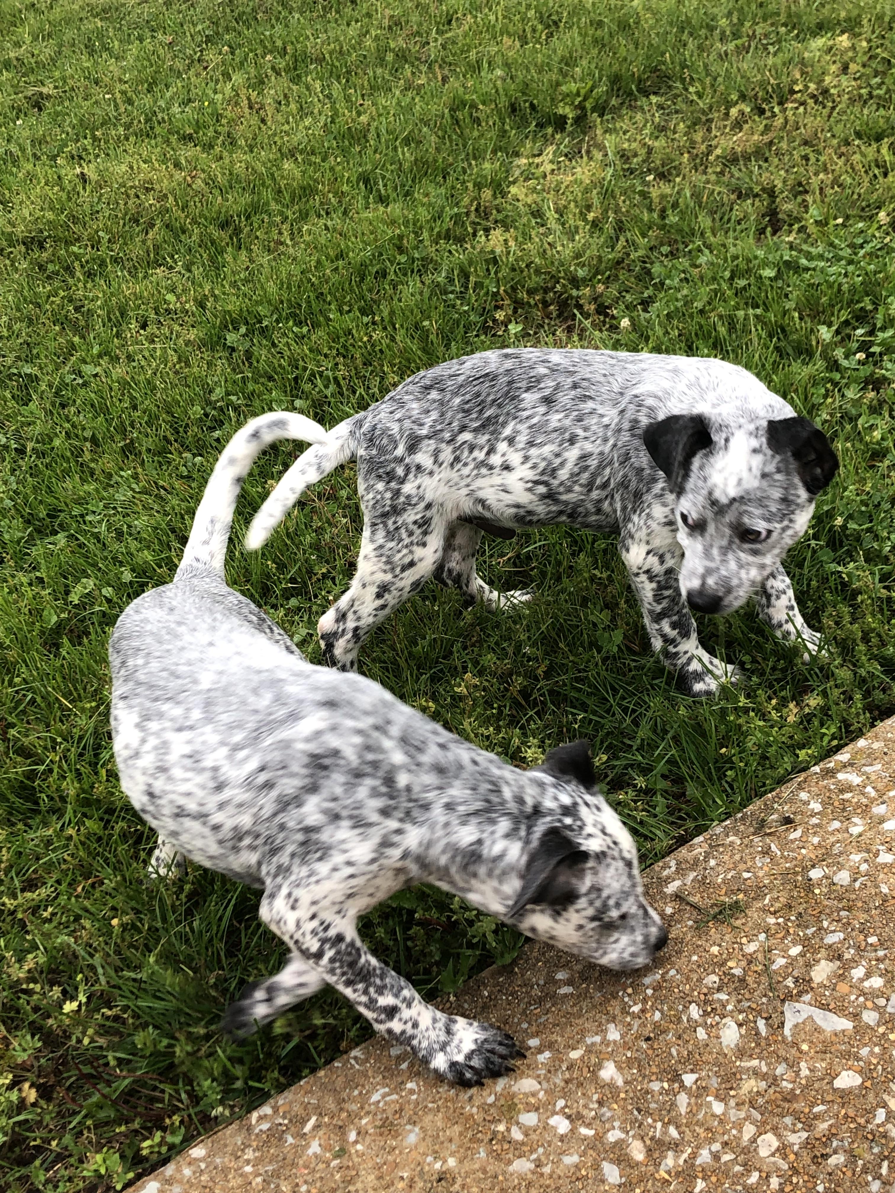 Splish, a Adoptable mixed breed in Cherokee Village, AR image 3/3