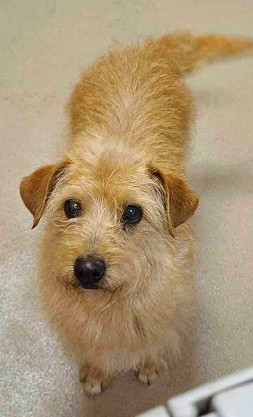 Toto, Adopted, Adult Female Cairn Terrier.
