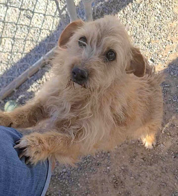 Enlarge Toto, a Adopted Cairn Terrier in Pahrump, NV image 2/2