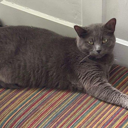 Enlarge Shayna, a Adoptable mixed breed in Stanhope, NJ image 5/6