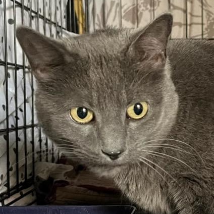 Enlarge Shayna, a Adoptable mixed breed in Stanhope, NJ image 4/6