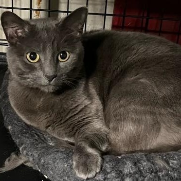 Enlarge Shayna, a Adoptable mixed breed in Stanhope, NJ image 6/6