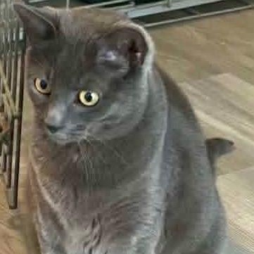 Shayna, Adoptable, Adult Female Russian Blue.