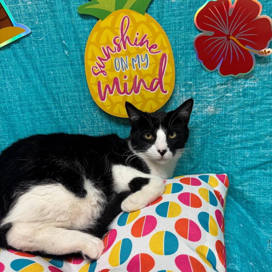 Enlarge Miata, a Adoptable Domestic Short Hair in Fresno, CA image 1/5