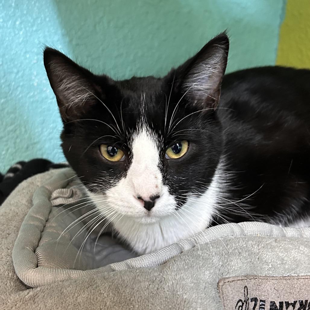 Miata, a Adoptable Domestic Short Hair in Fresno, CA image 1/3