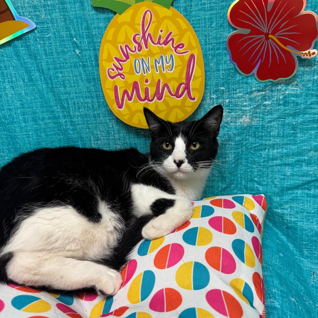 Enlarge Miata, a Adoptable Domestic Short Hair in Fresno, CA image 3/5