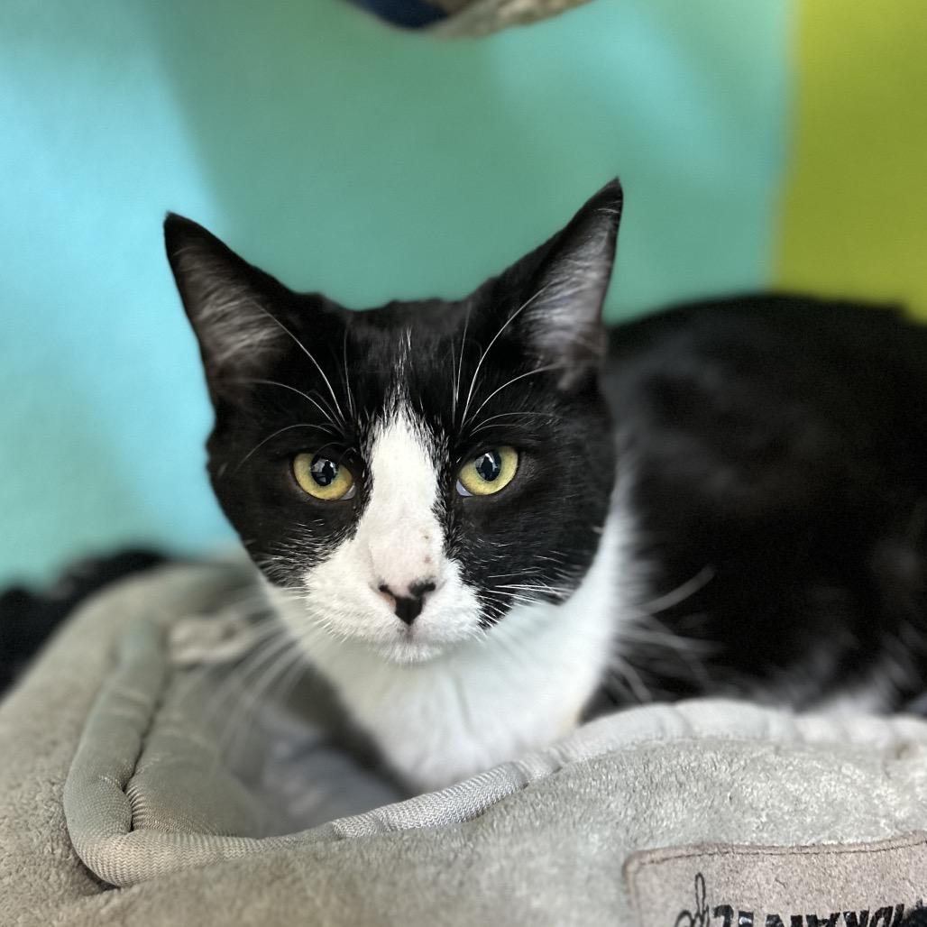 Miata, a Adoptable Domestic Short Hair in Fresno, CA image 2/3