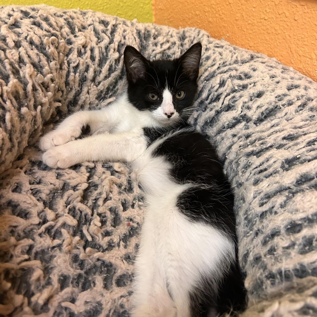 Miata, a Adoptable Domestic Short Hair in Fresno, CA image 3/3