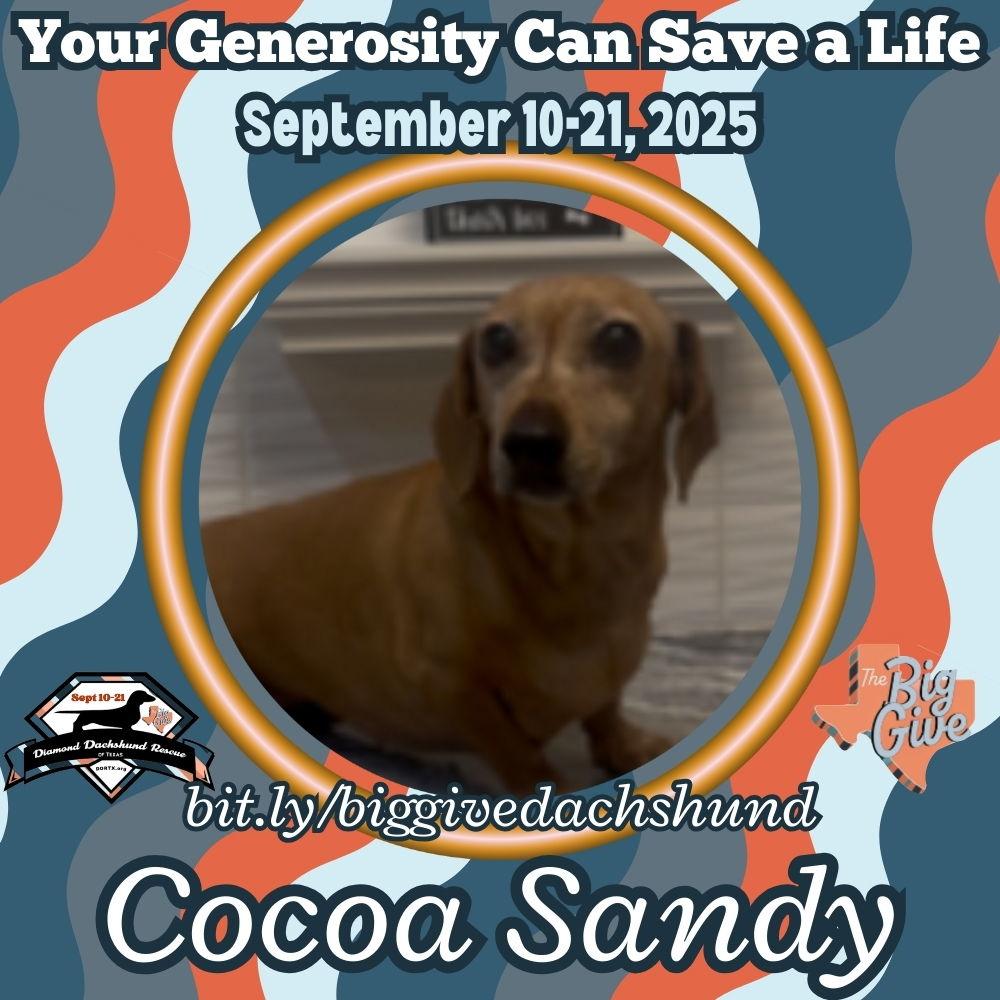 Enlarge Cocoa Sandy, a Adopted Dachshund in San Antonio, TX image 1/3
