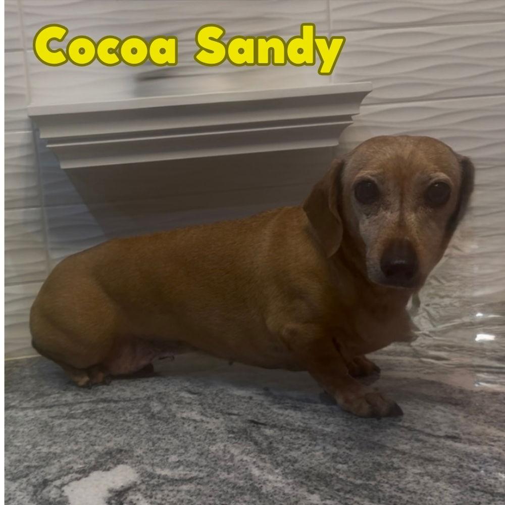 Enlarge Cocoa Sandy, a Adopted Dachshund in San Antonio, TX image 2/3