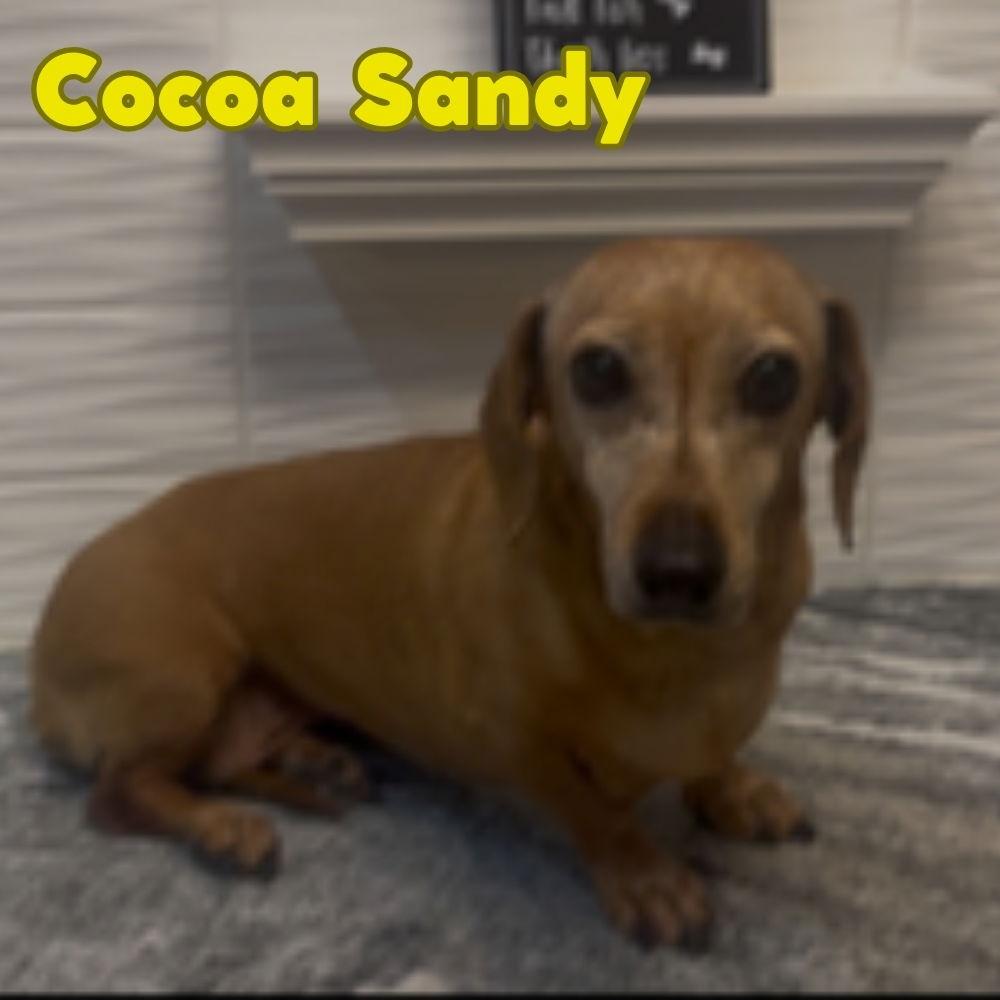 Enlarge Cocoa Sandy, a Adopted Dachshund in San Antonio, TX image 3/3