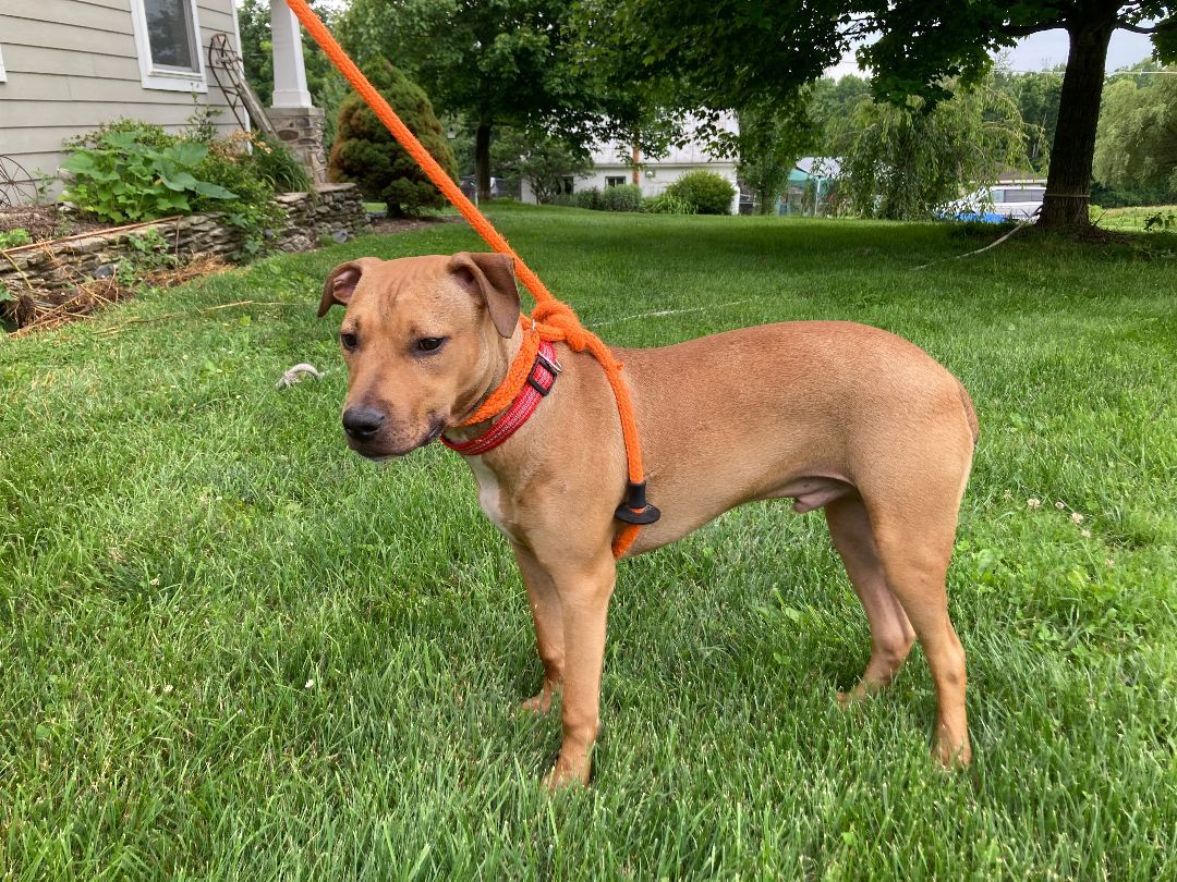 Papillon, Adoptable, Puppy Male Boxer & Terrier.