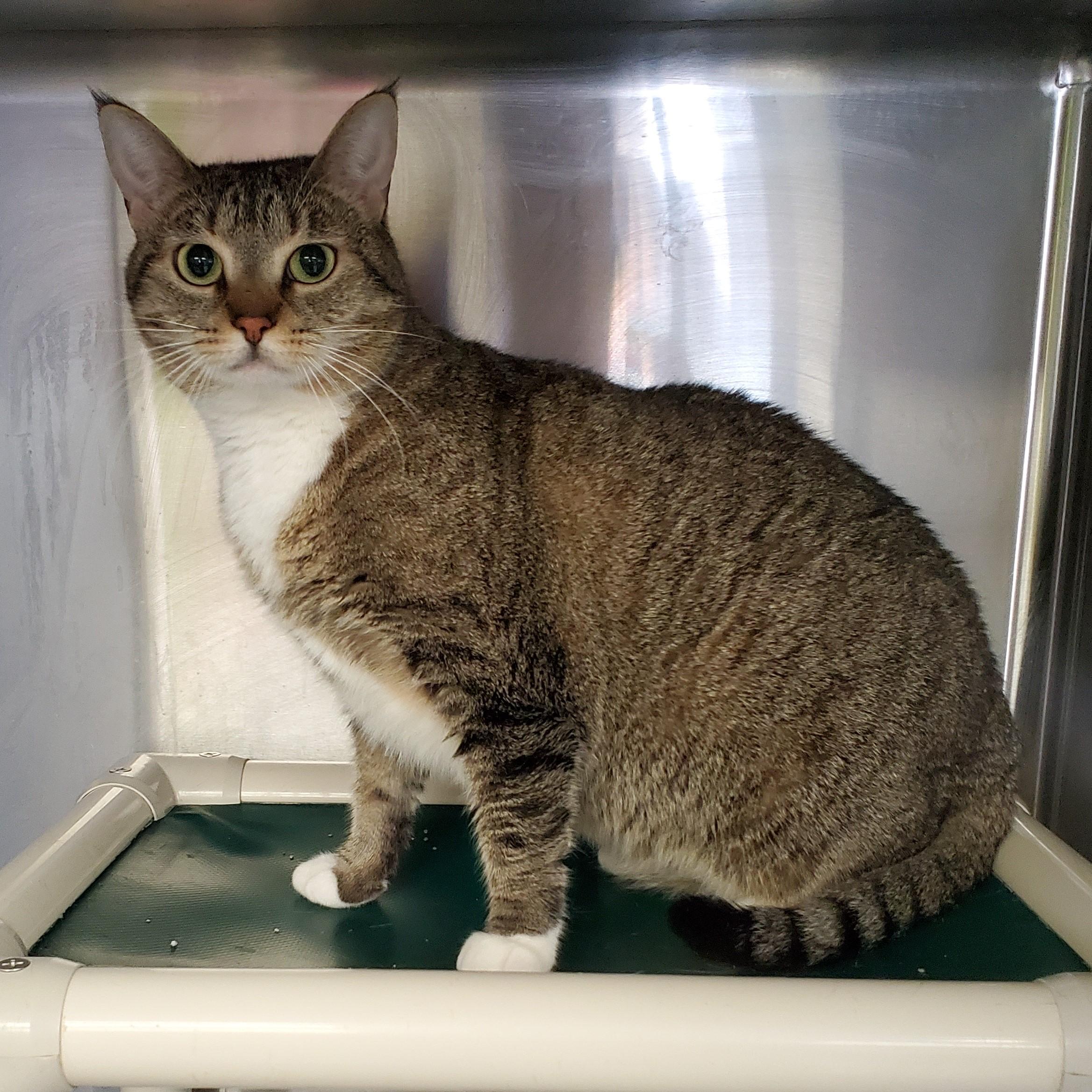 Enlarge Lily, an adopted Domestic Short Hair in Jersey city, NJ image 2/2