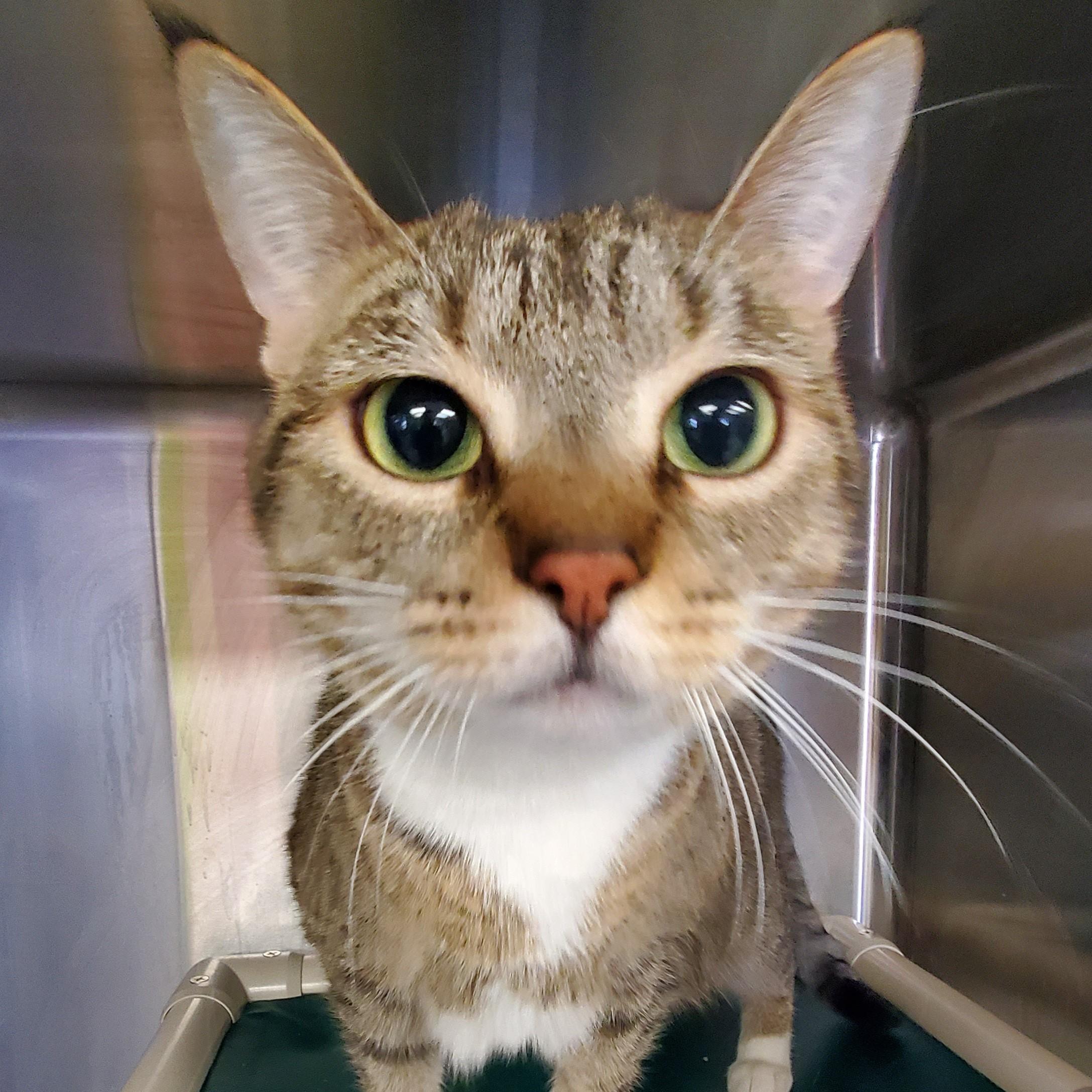 Lily, adopted, Adult Female Domestic Short Hair.