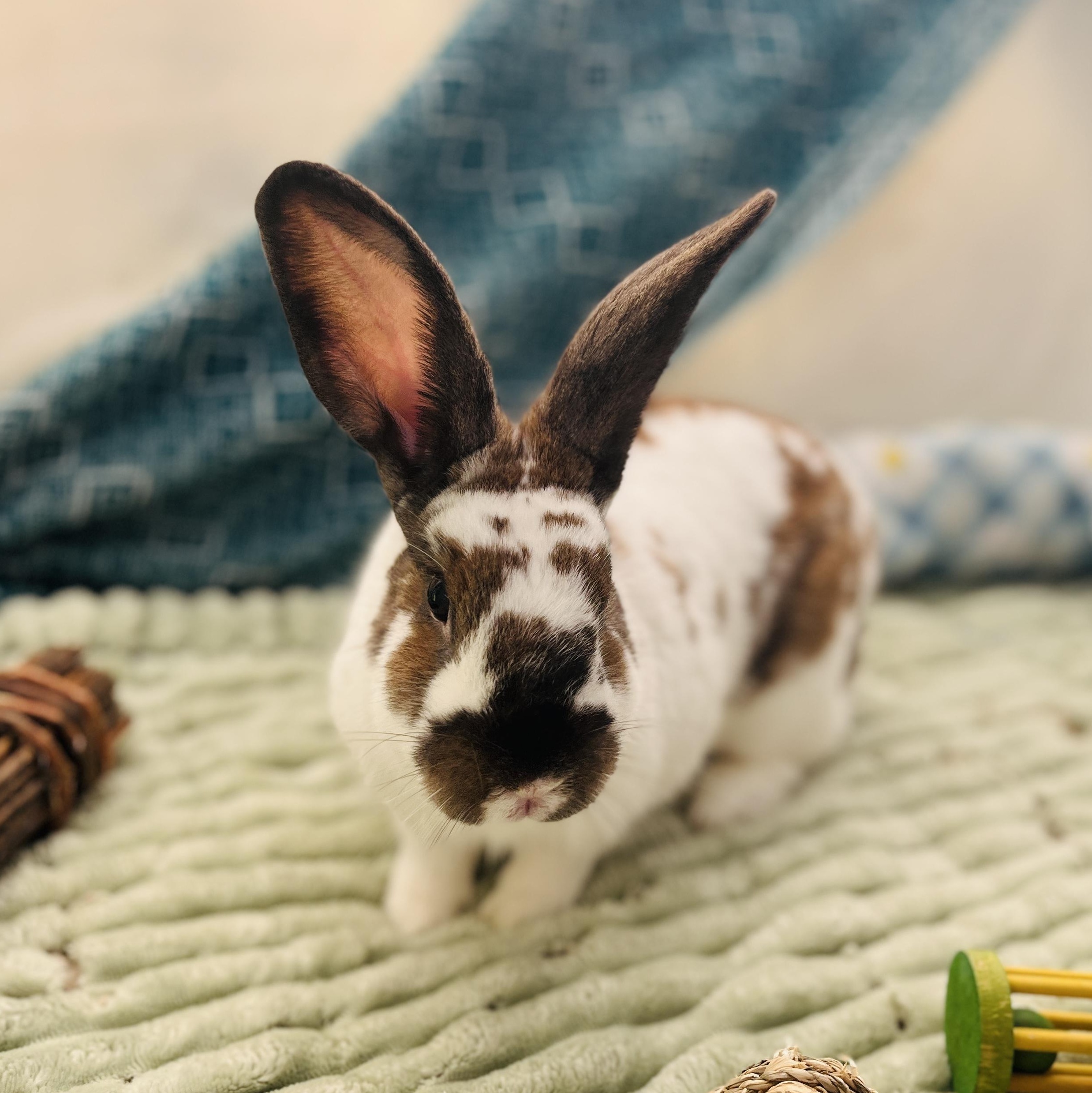 Sage, a Adoptable mixed breed in Oakland, CA image 2/6