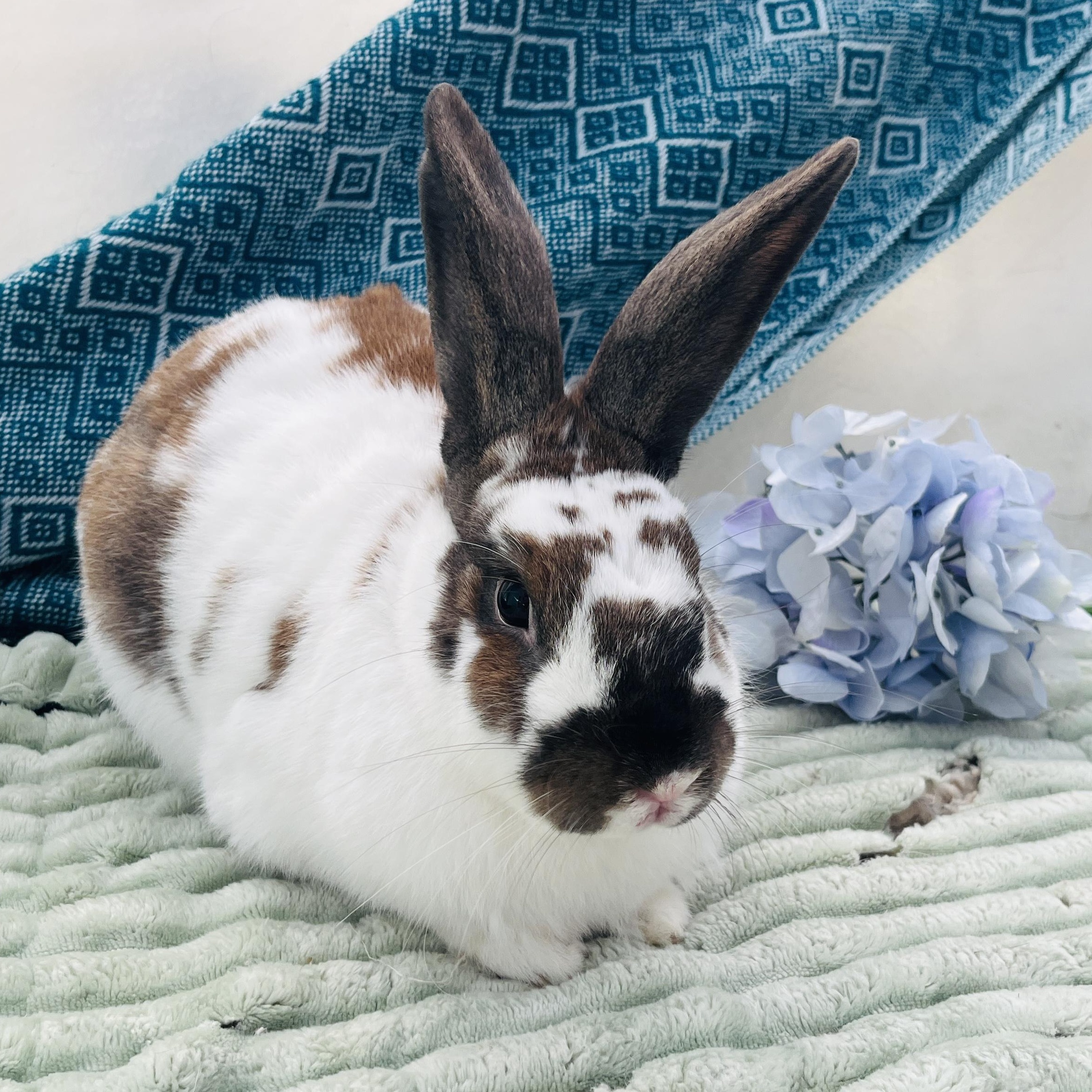 Sage, a Adoptable mixed breed in Oakland, CA image 5/6