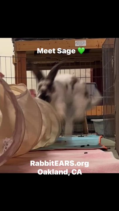 Enlarge Sage, a Adoptable mixed breed in Oakland, CA video 2/6