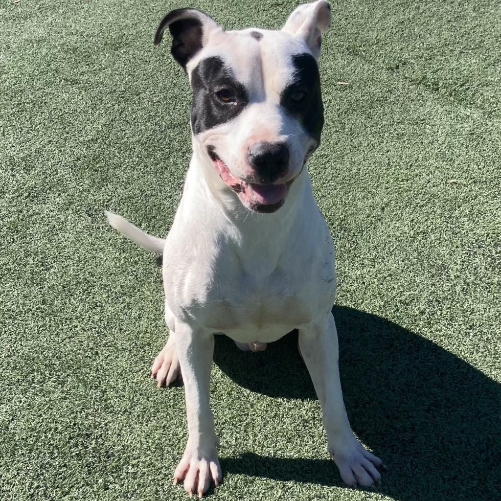 Melbourne aka Zorro Bandit