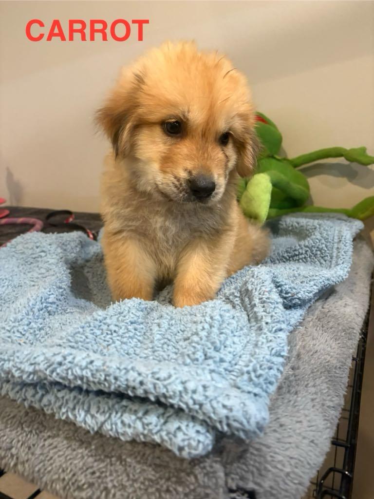 Carrot, an adoptable Mixed Breed in Boise, ID, 83704 | Photo Image 4