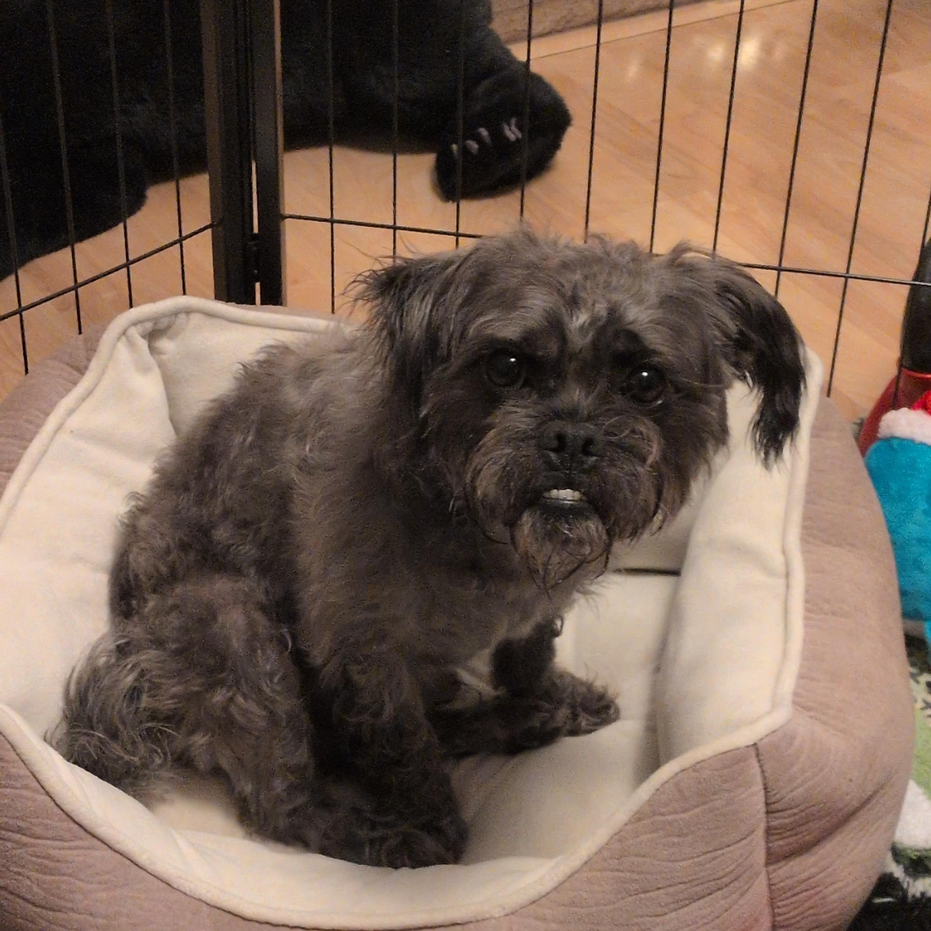 Wizard, a Adoptable mixed breed in Covington, WA image 1/6