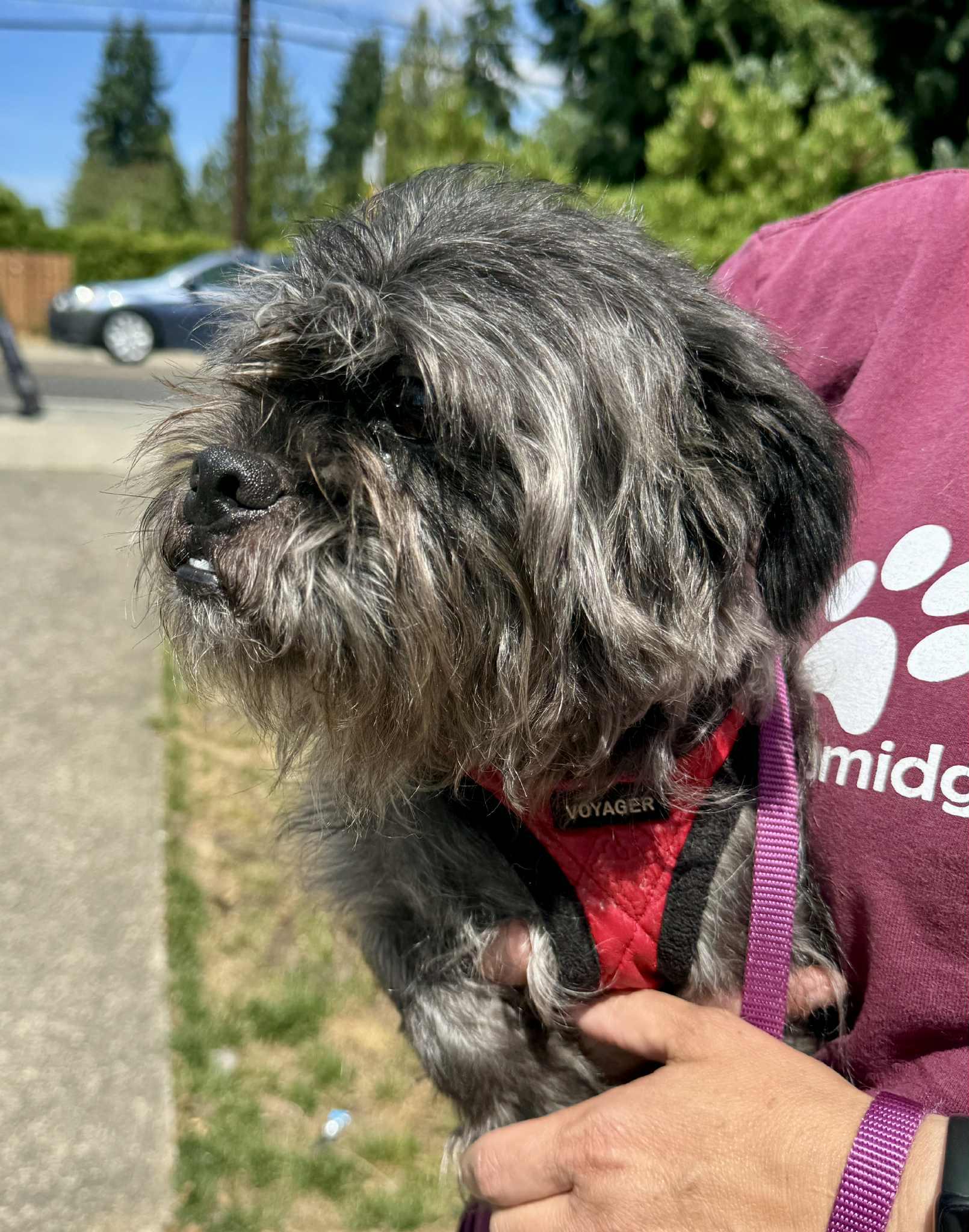 Wizard, a Adoptable mixed breed in Covington, WA image 2/6