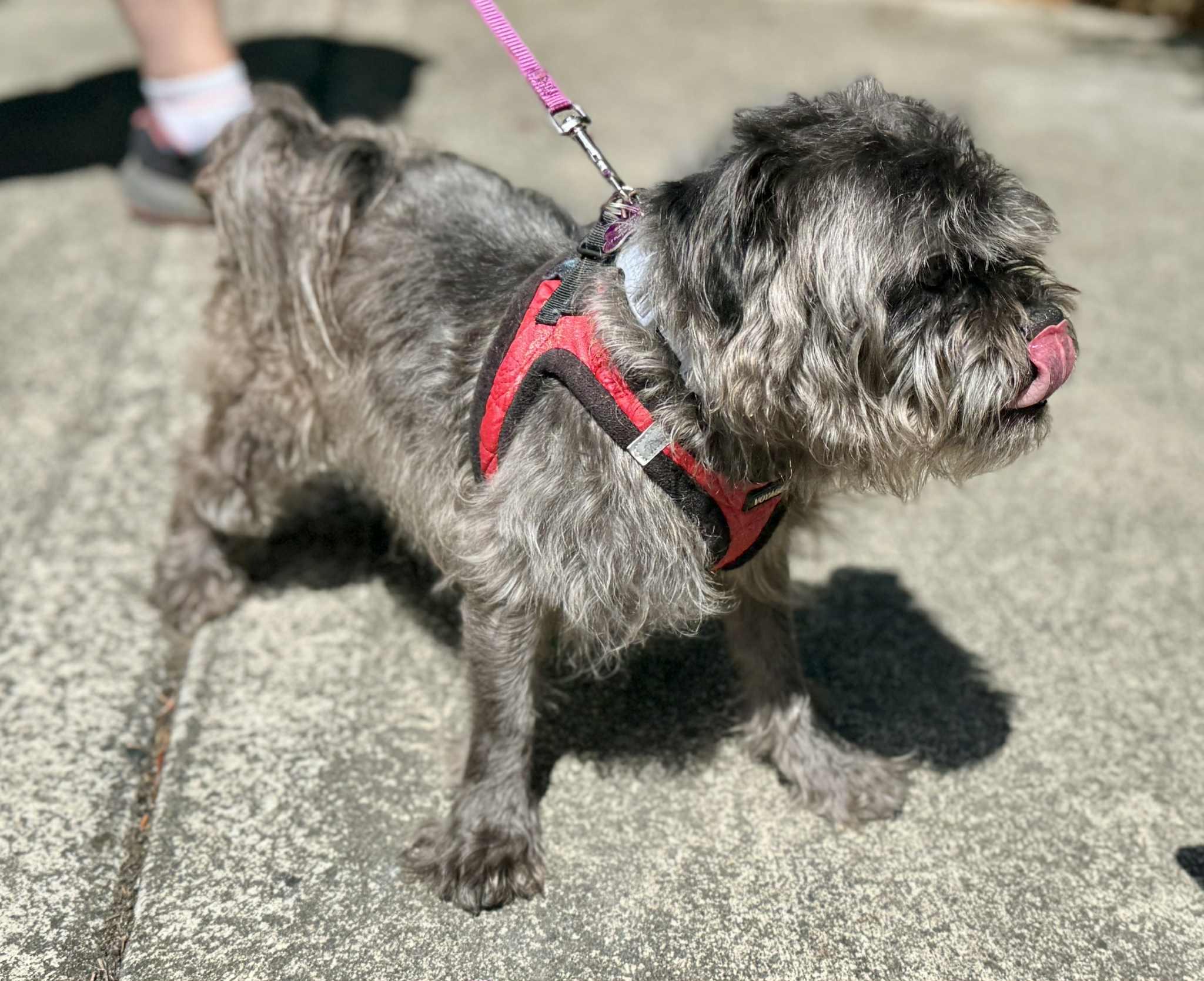 Wizard, a Adoptable mixed breed in Covington, WA image 3/6