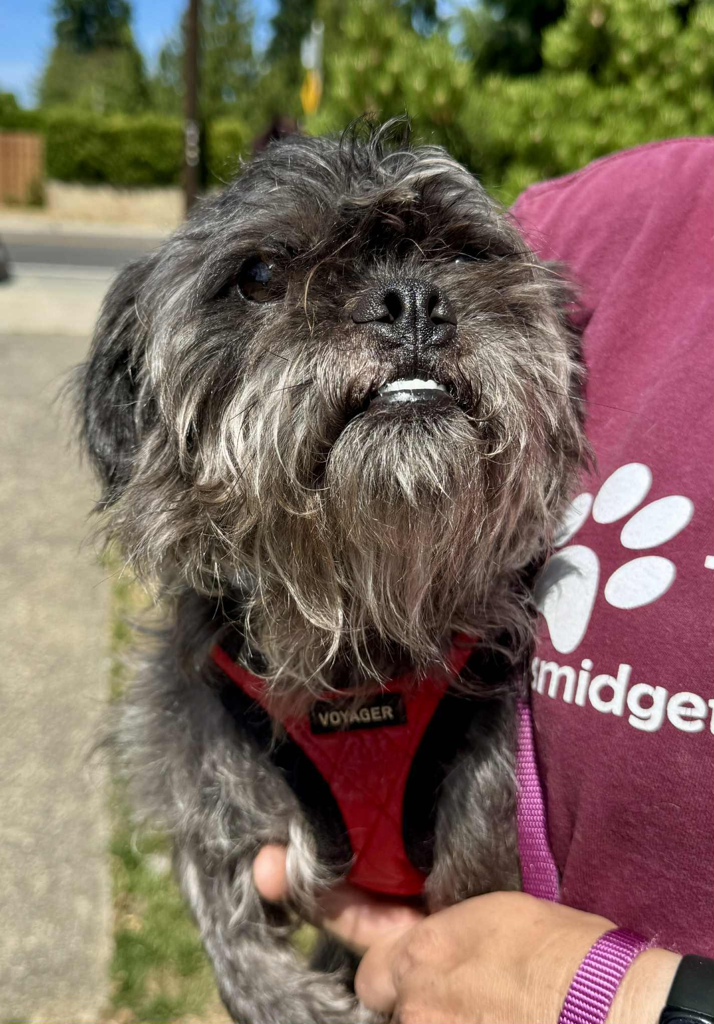 Wizard, a Adoptable mixed breed in Covington, WA image 5/6