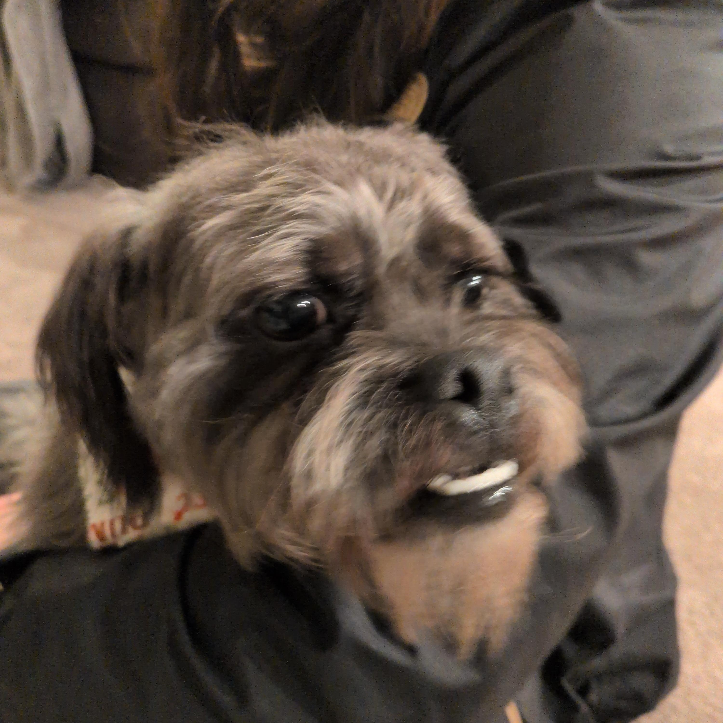 Wizard, a Adoptable mixed breed in Covington, WA image 6/6