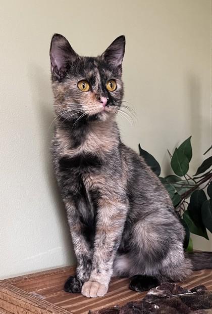 Emerson, a Adoptable mixed breed in Hastings, NE image 1/3