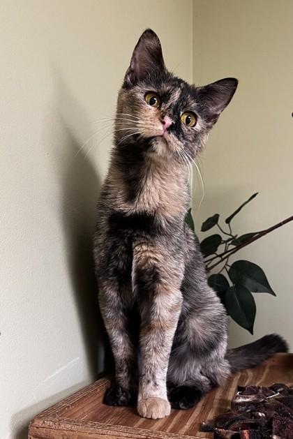 Emerson, Adoptable, Adult Female Domestic Short Hair & Domestic Short Hair.