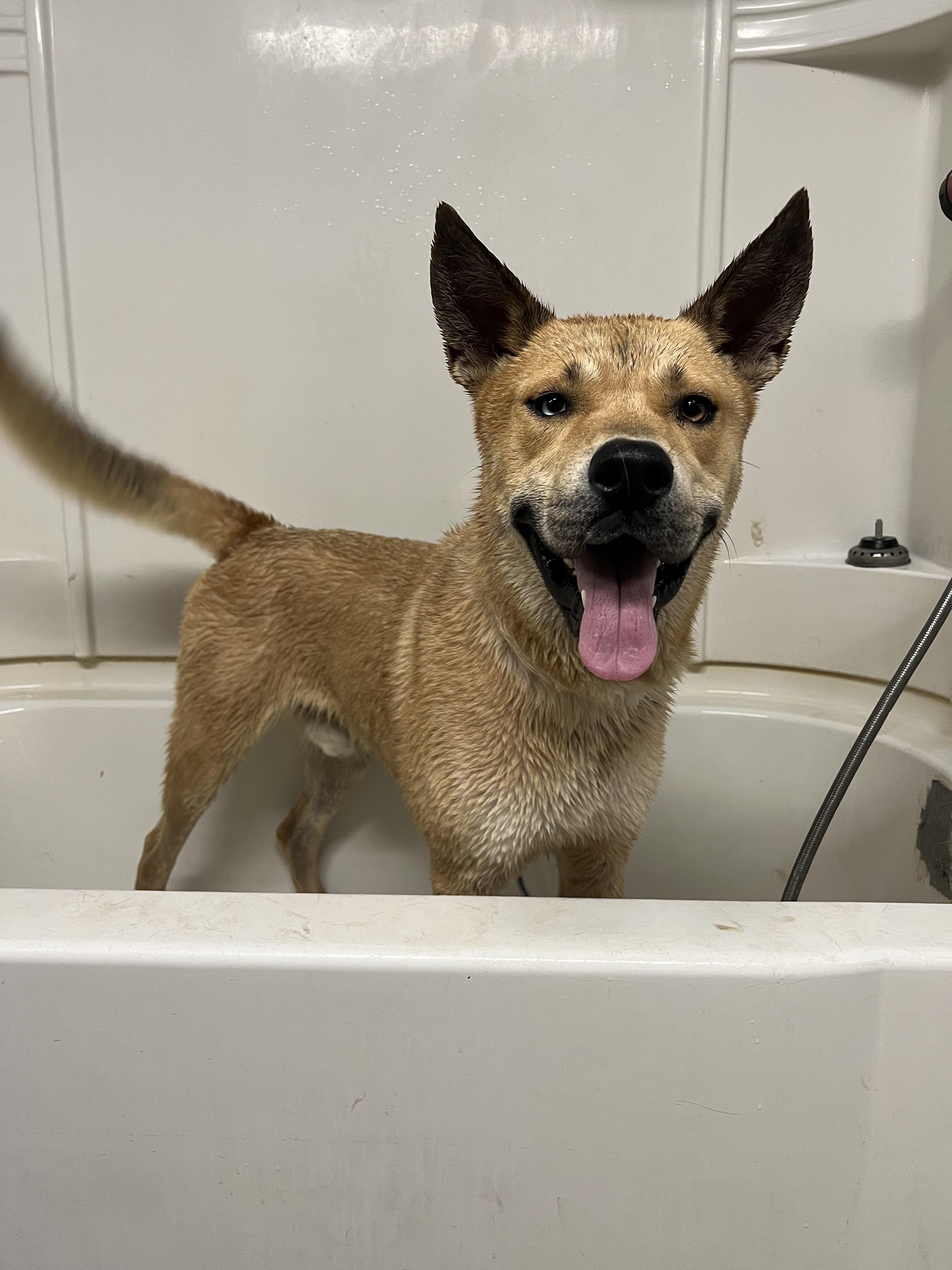 Eugene - Darling Husky/Shiba Inu Mix!!, a Adoptable mixed breed in Encino, CA image 4/6