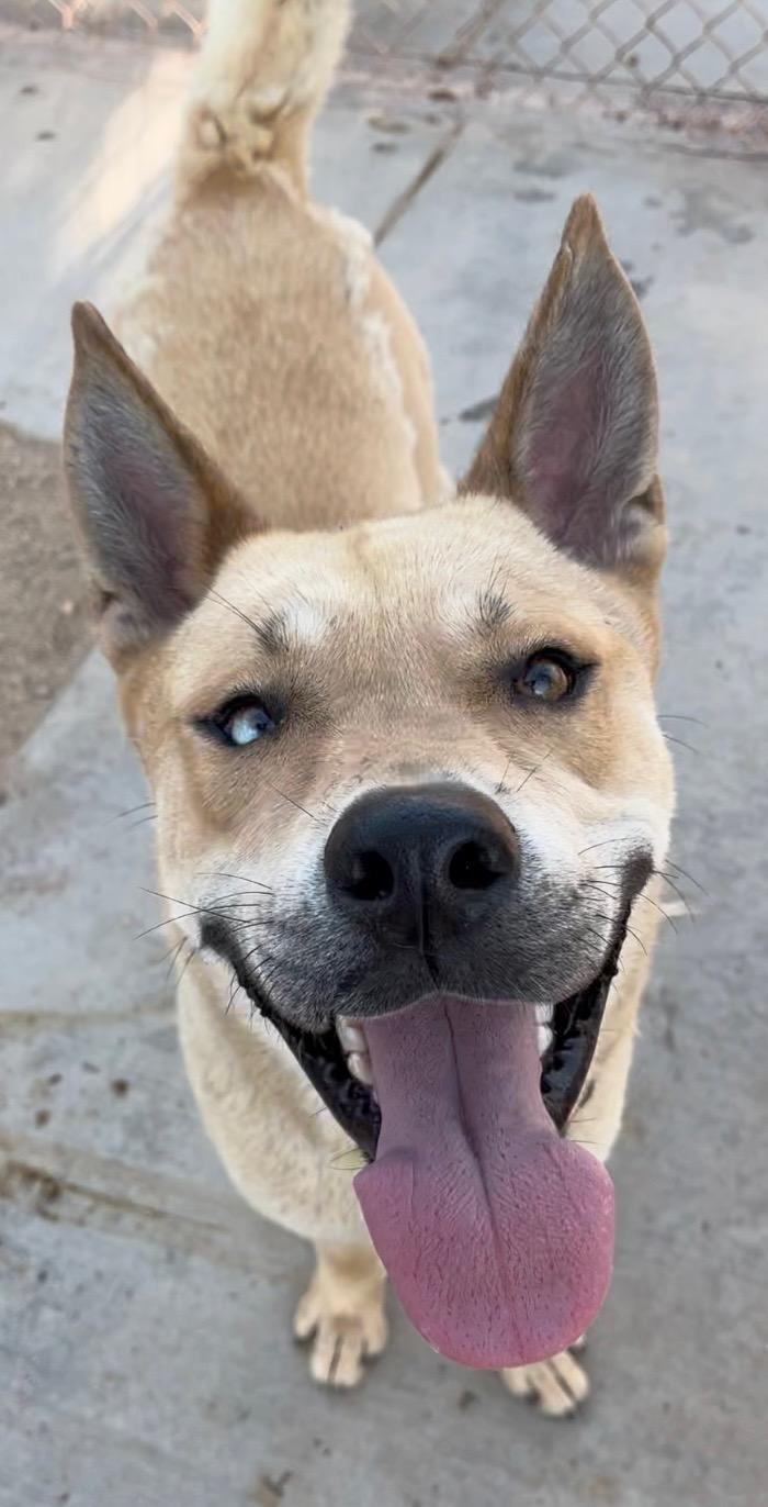 Eugene - Darling Husky/Shiba Inu Mix!!, a Adoptable mixed breed in Encino, CA image 1/6