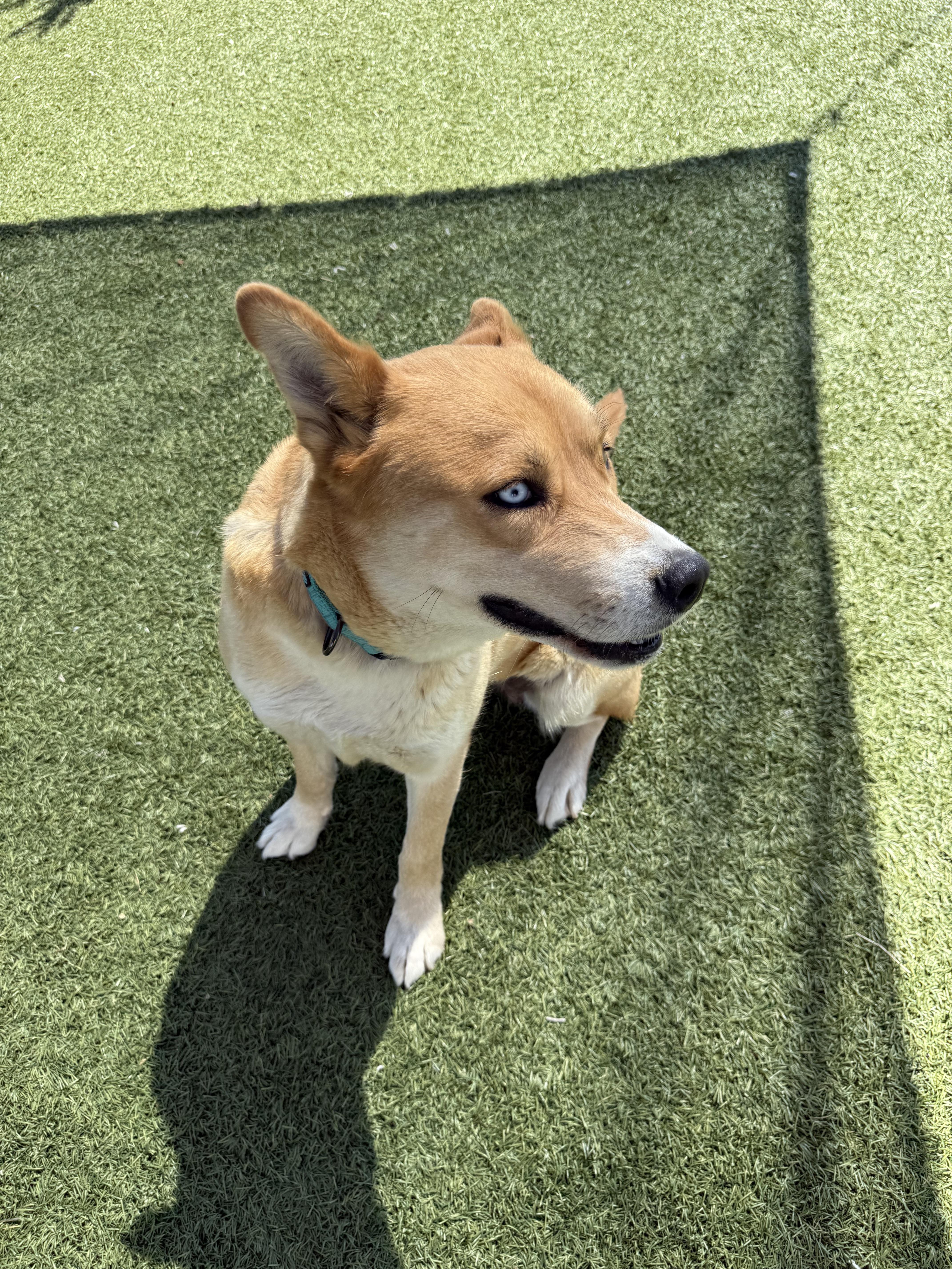 Eugene - Darling Husky/Shiba Inu Mix!!, a Adoptable mixed breed in Encino, CA image 6/6