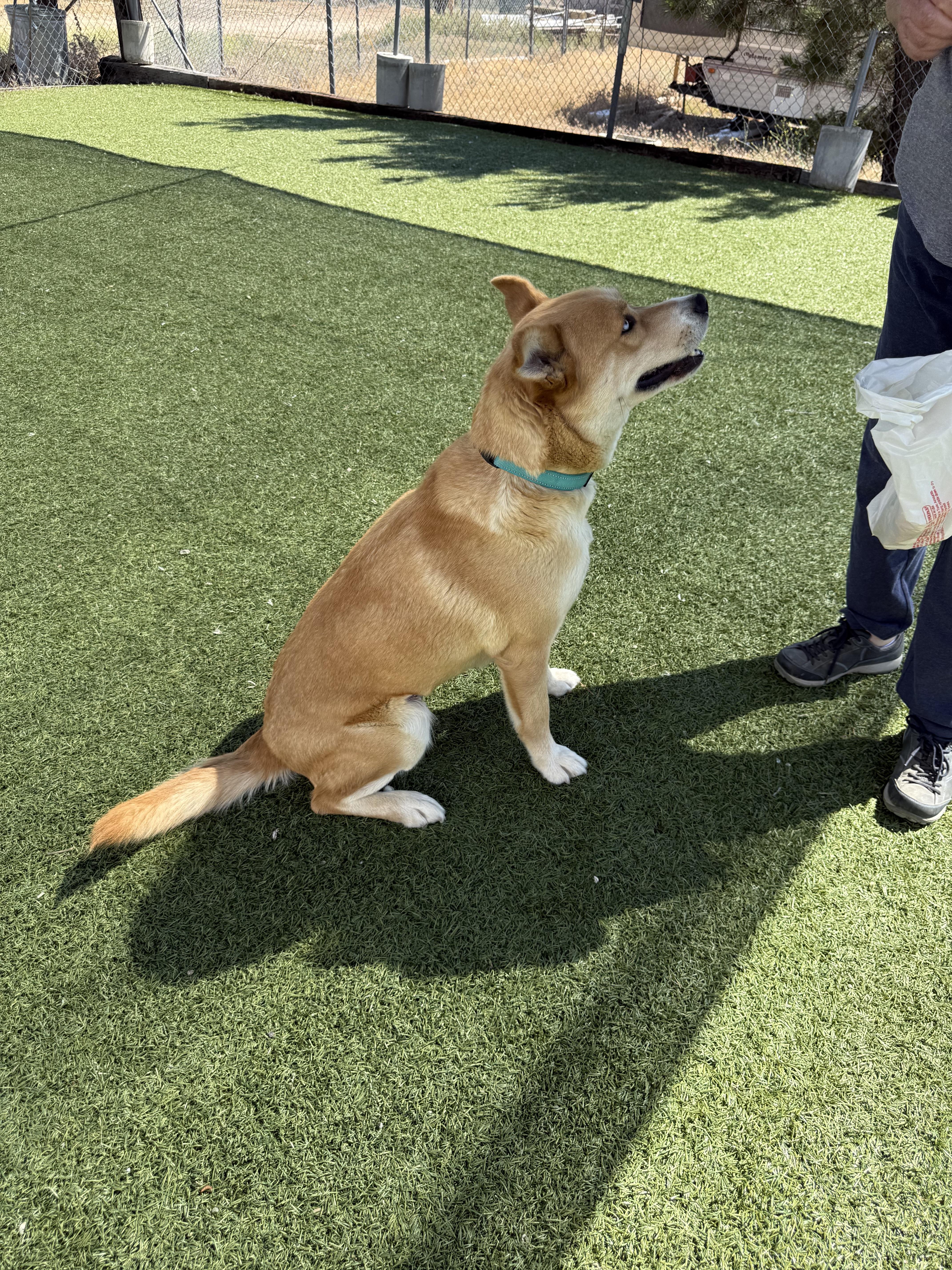 Eugene - Darling Husky/Shiba Inu Mix!!, a Adoptable mixed breed in Encino, CA image 5/6