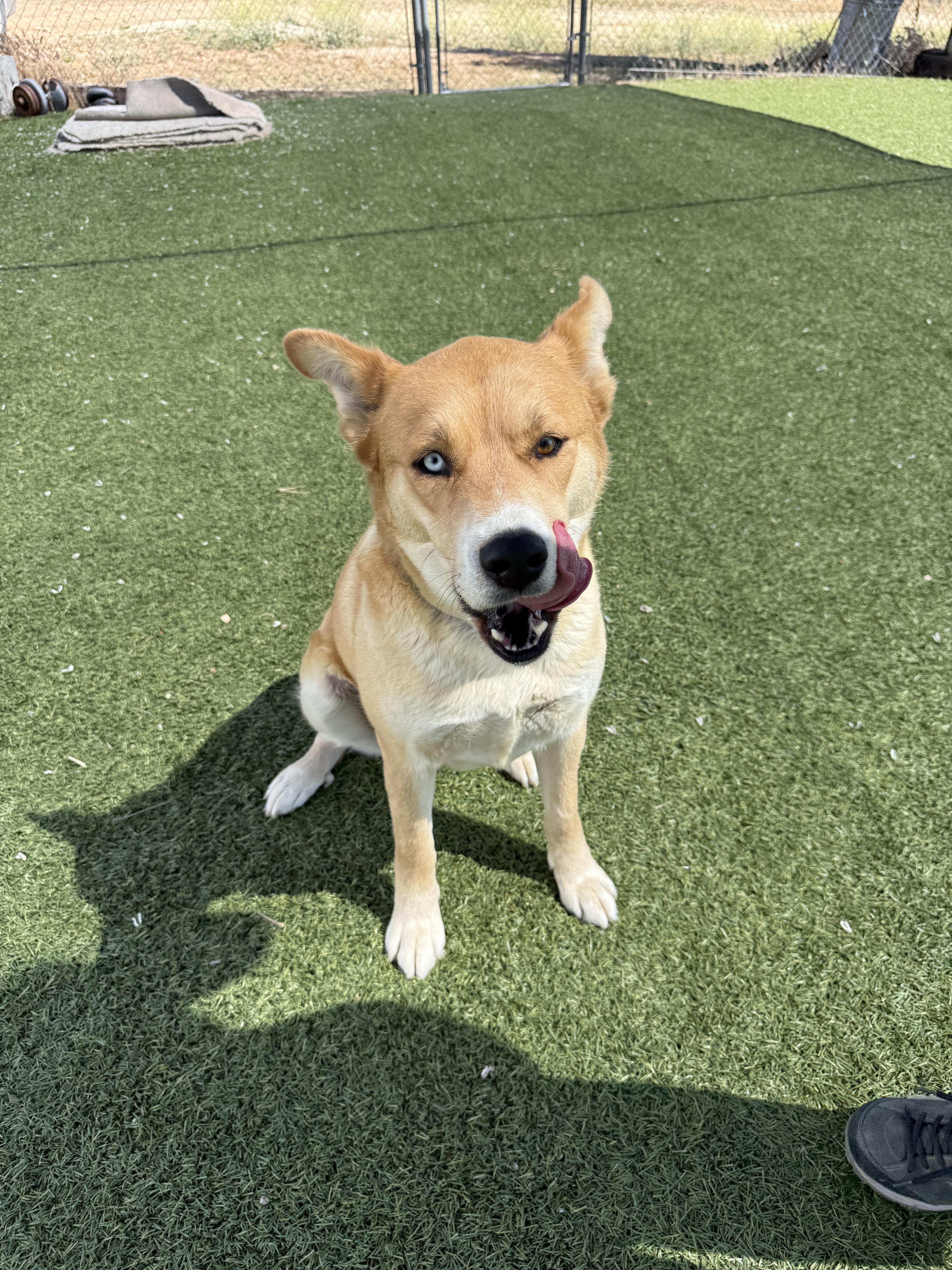 Eugene - Darling Husky/Shiba Inu Mix!!, a Adoptable mixed breed in Encino, CA image 2/6
