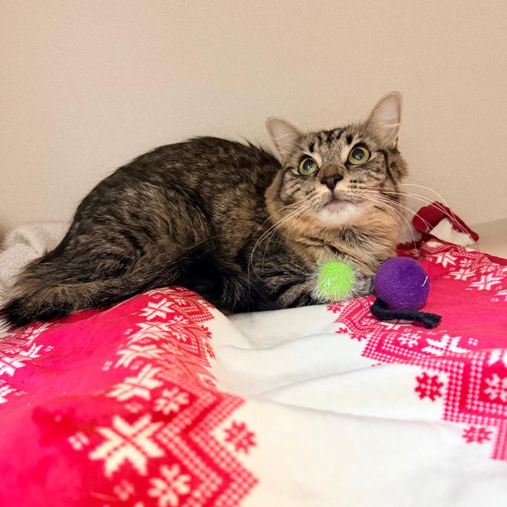 Dixie, Adoptable, Adult Female Domestic Long Hair.