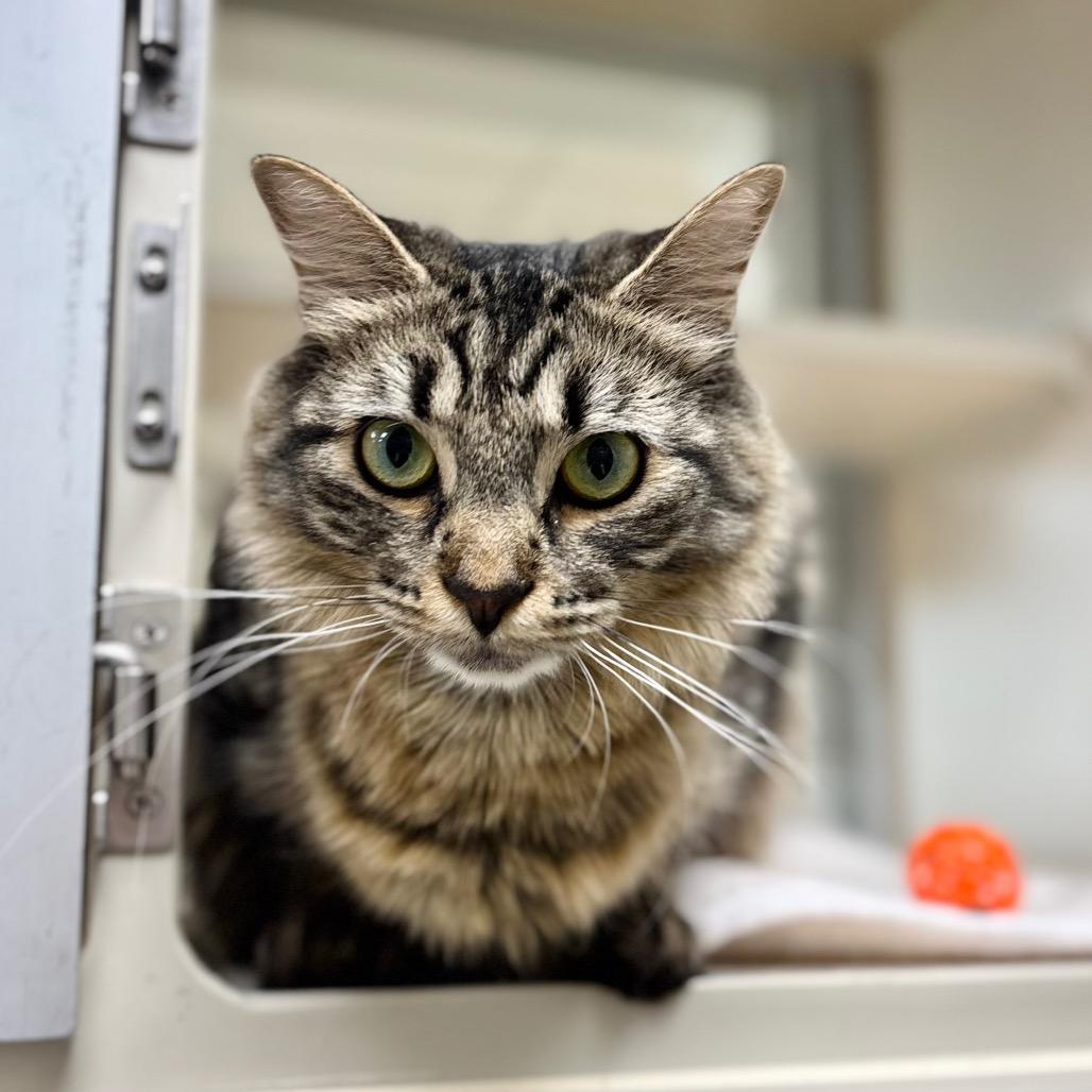 Dixie, a Adoptable Domestic Long Hair in Great Falls, MT image 1/2
