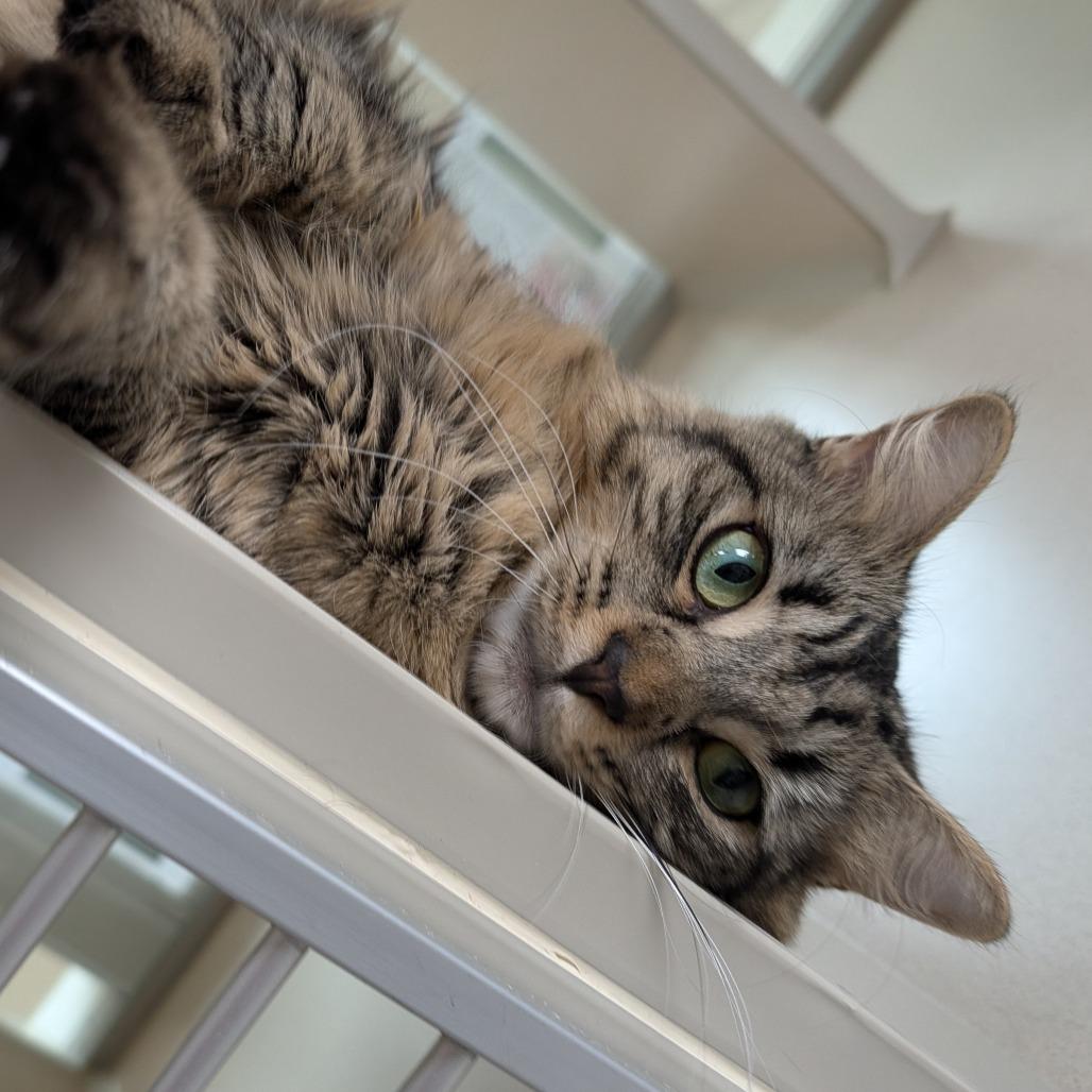 Dixie, a Adoptable Domestic Long Hair in Great Falls, MT image 2/2