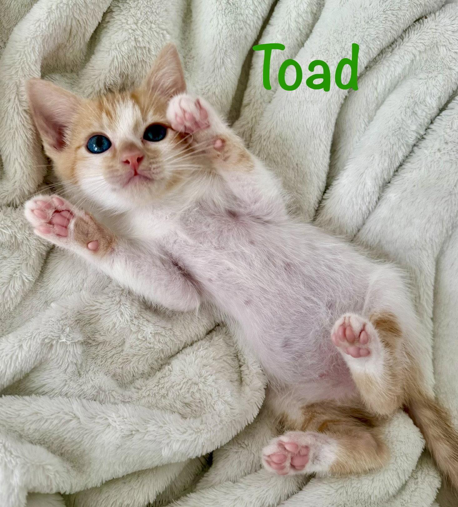 Enlarge Toad, a Adoptable Domestic Short Hair in Reston, VA image 1/3