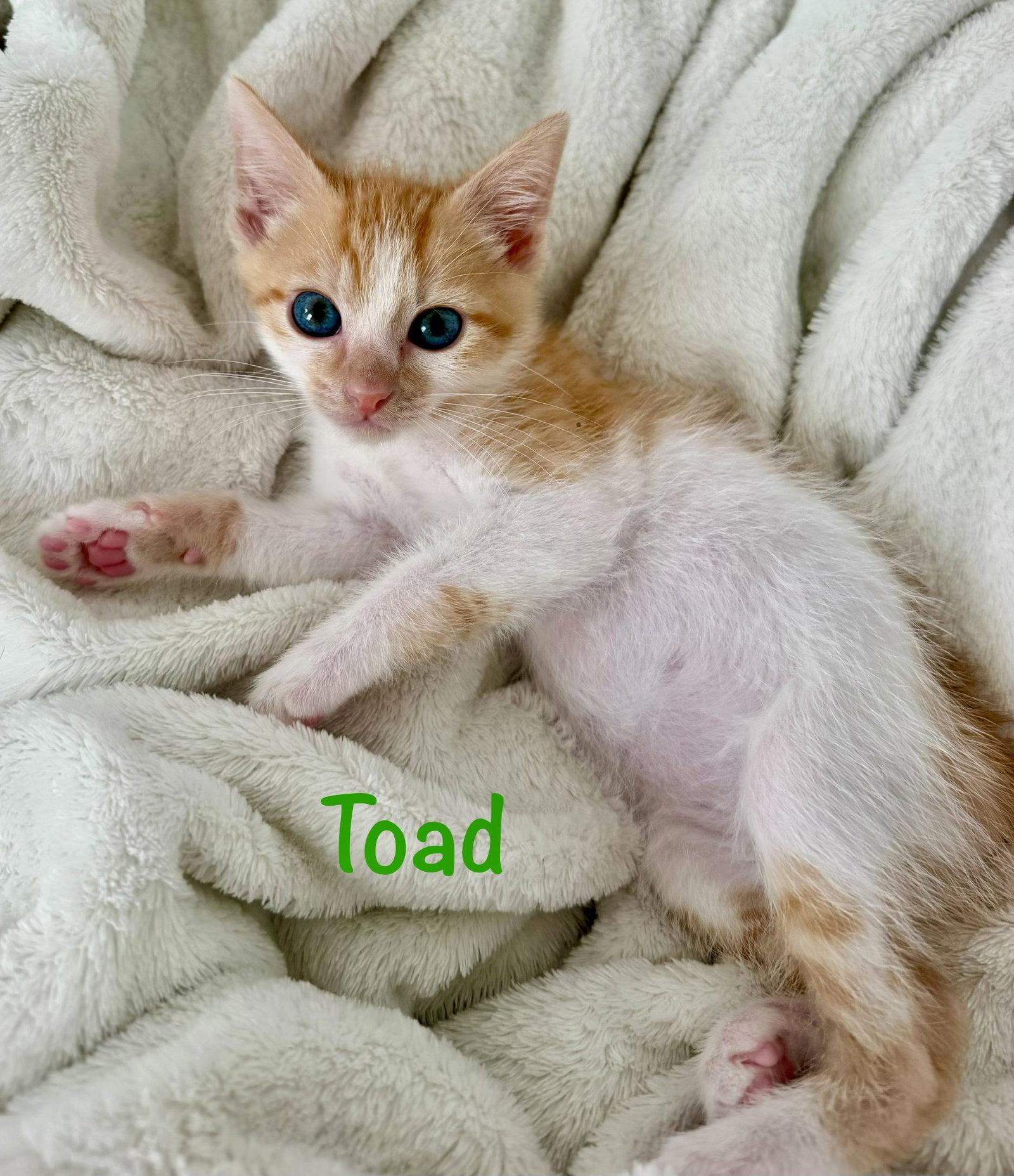Enlarge Toad, a Adoptable Domestic Short Hair in Reston, VA image 3/3