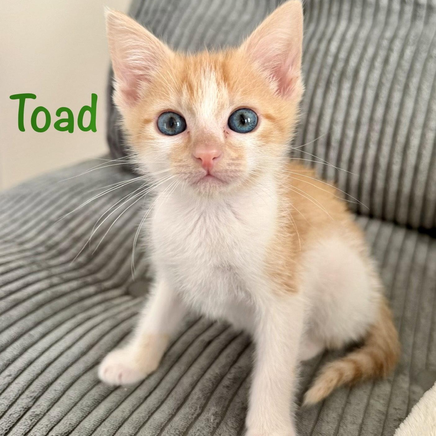 Enlarge Toad, a Adoptable Domestic Short Hair in Reston, VA image 2/3