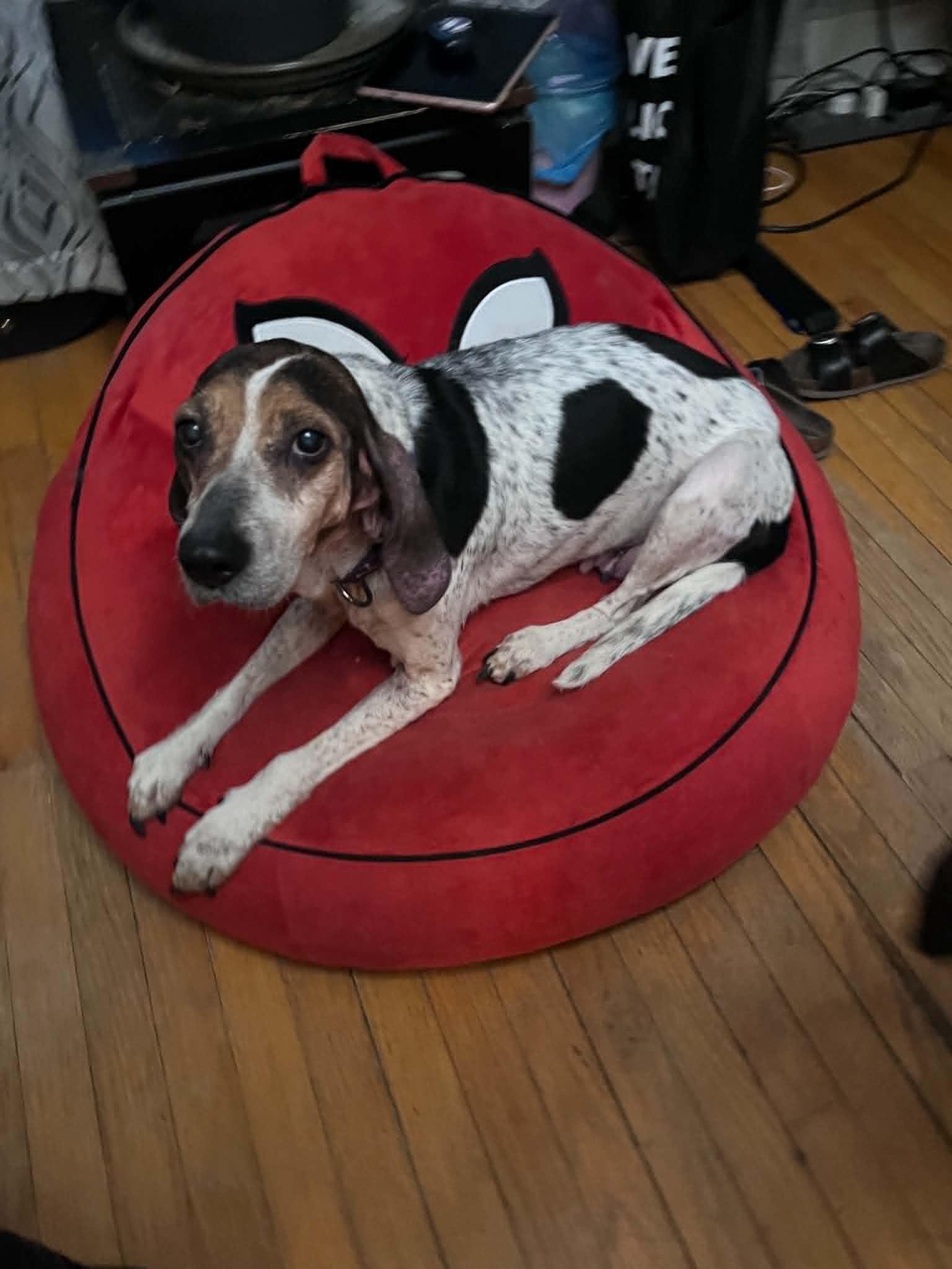 HOSPICE Holly, a ADOPTABLE mixed breed in Stuarts Draft, VA image 5/6
