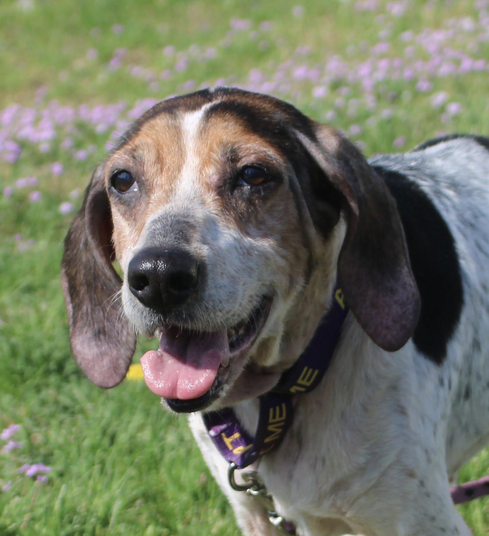 HOSPICE Holly, a ADOPTABLE mixed breed in Stuarts Draft, VA image 3/6